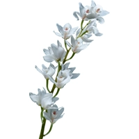 Lily-of-the-Valley